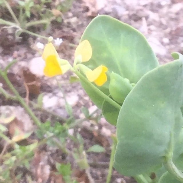 Coronilla scorpioides — flower