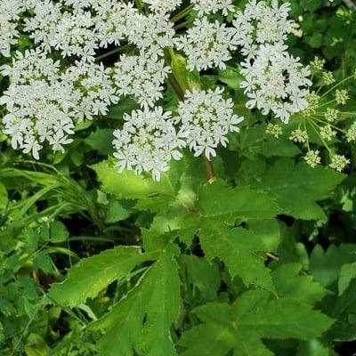 Heracleum maximum — flower
