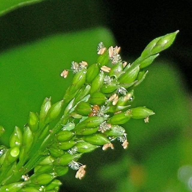 Ichnanthus pallens — flower