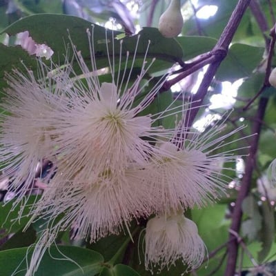 Syzygium samarangense — flower