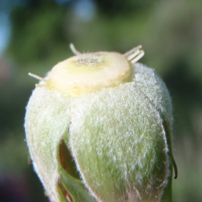 Rosa caesia — fruit