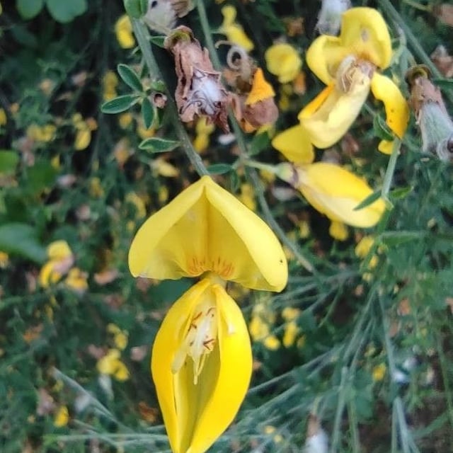 Cytisus striatus — flower