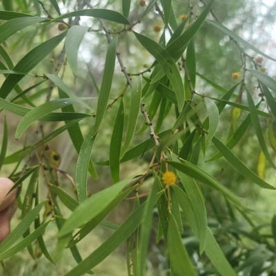 Acacia confusa — flower