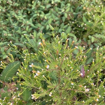 Tagetes filifolia — flower
