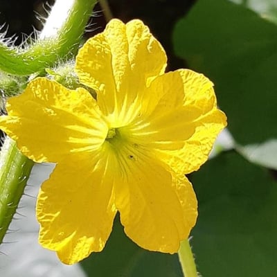 Cucumis melo — flower