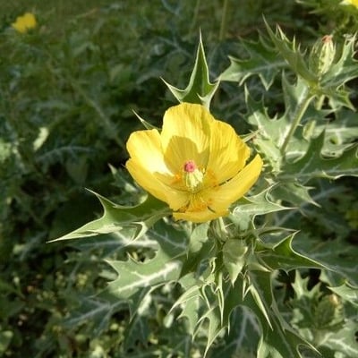 Argemone mexicana — flower
