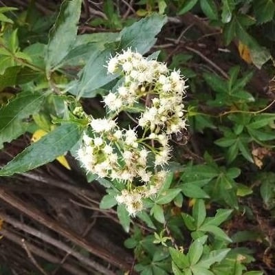 Baccharis latifolia — flower