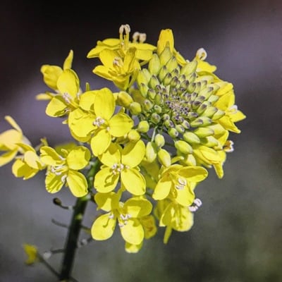 Erucastrum gallicum — flower