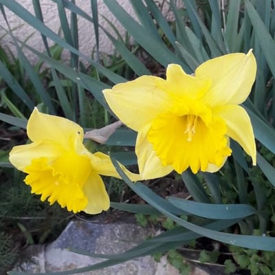 Narcissus pseudonarcissus — flower