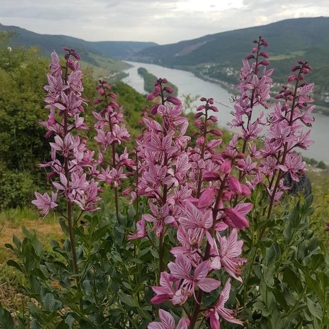 Dictamnus albus — flower