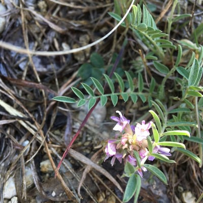 Astragalus crassicarpus — flower