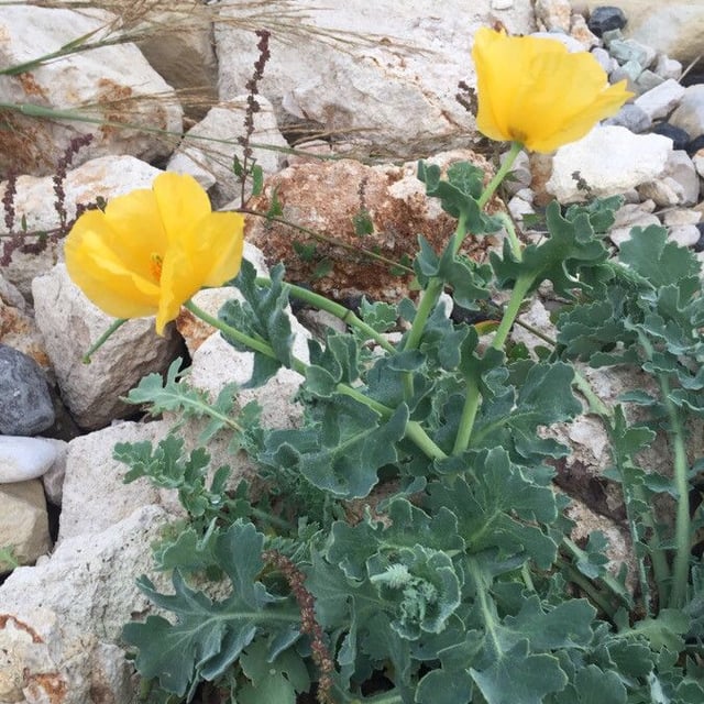 Glaucium flavum — flower