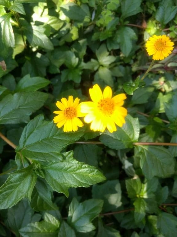 Creeping oxeye