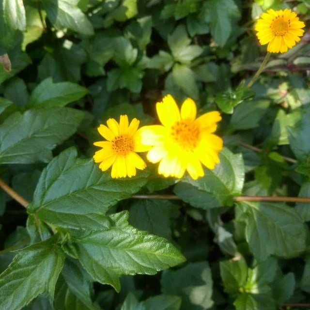 Sphagneticola trilobata — flower