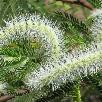Mimosa tenuiflora — flower
