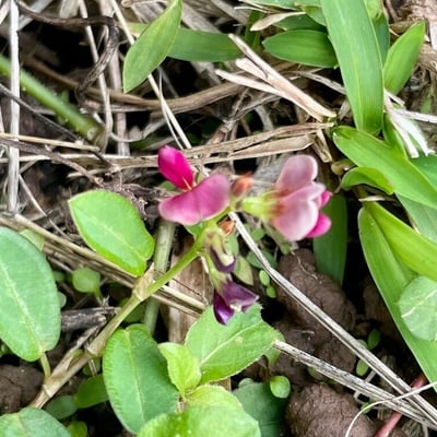 Alysicarpus vaginalis — flower