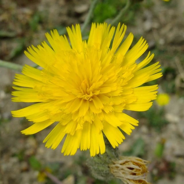 Hieracium tomentosum — flower