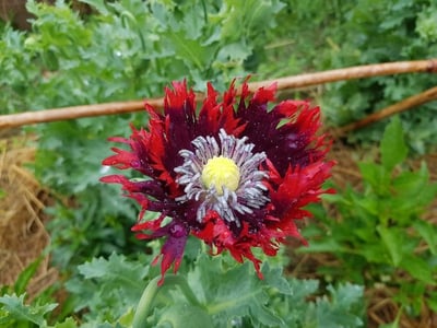 Oilseed poppy