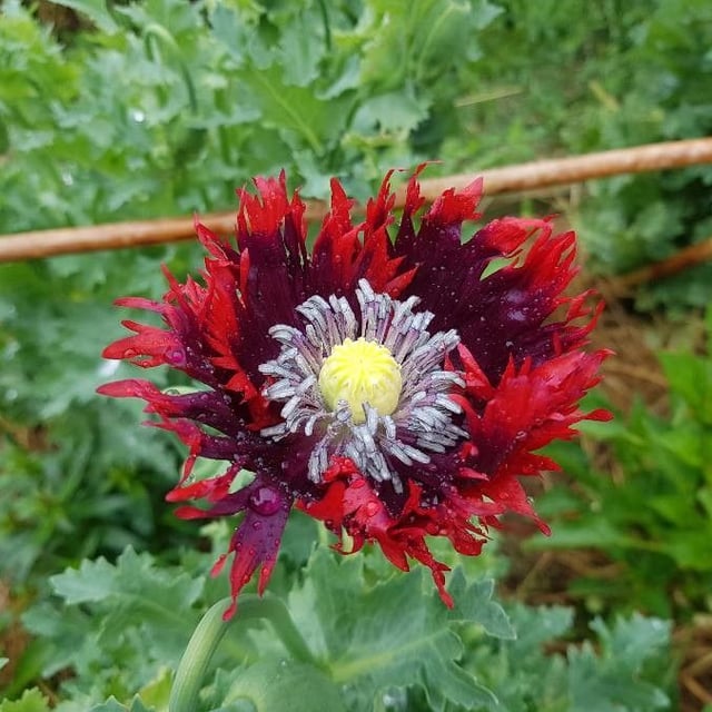 Oilseed poppy