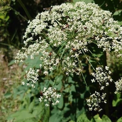Laserpitium latifolium — flower