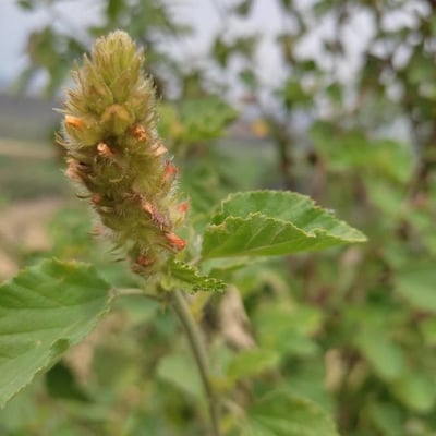 Malvastrum americanum — flower