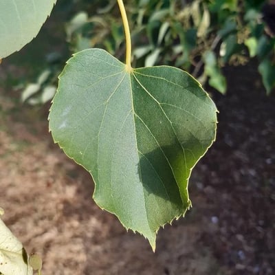 Tilia japonica — leaf