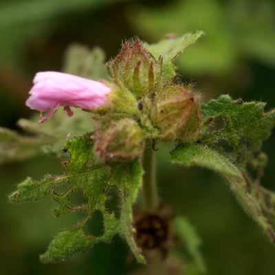 Pavonia urens — flower