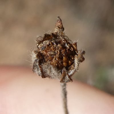 Potentilla argentea — fruit