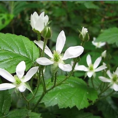 Rubus ursinus — flower