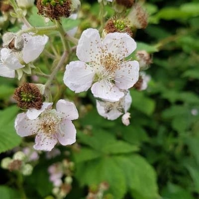 Rubus armeniacus — flower