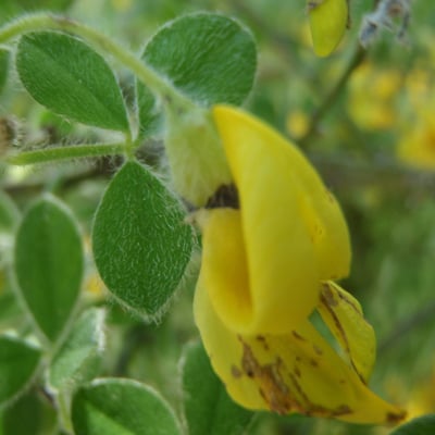 Cytisus villosus — flower