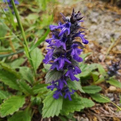 Ajuga genevensis — flower