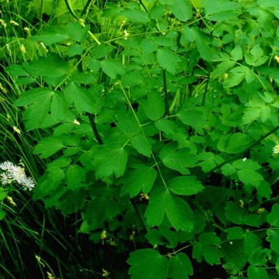 Thalictrum aquilegiifolium — leaf