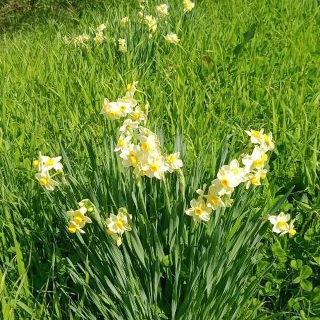 Narcissus tazetta — flower