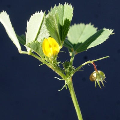 Medicago orbicularis — flower
