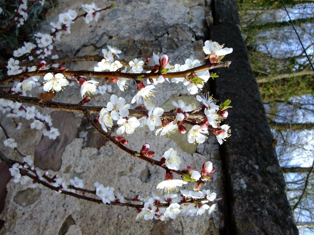 Japanese apricot