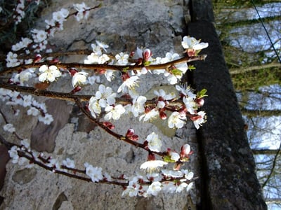 Japanese apricot