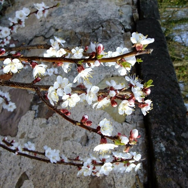 Japanese apricot