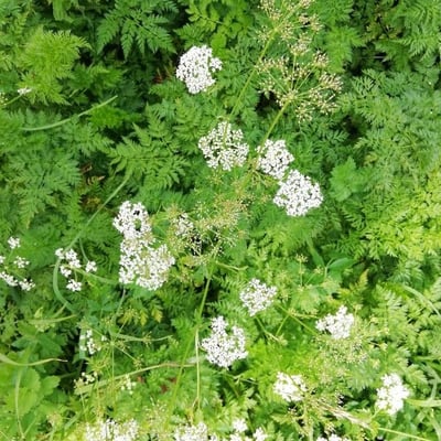 Myrrhis odorata — flower