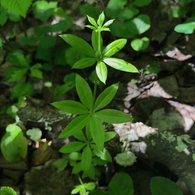 Galium triflorum — flower