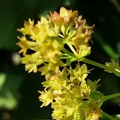 Alchemilla glabra — flower
