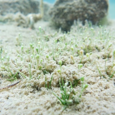 Subularia aquatica — habit