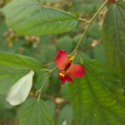 Helicteres isora — flower