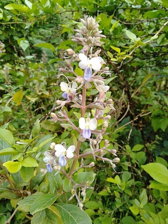 Rotheca serrata