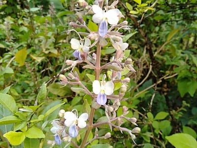 Rotheca serrata