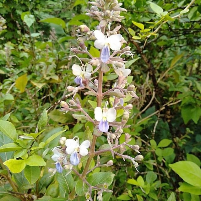 Rotheca serrata