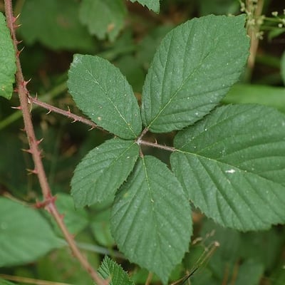Rubus gracilis — leaf