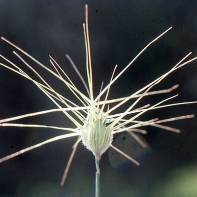 Aegilops neglecta — flower