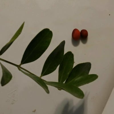 Dermatophyllum secundiflorum — leaf