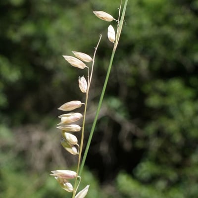 Melica minuta — flower